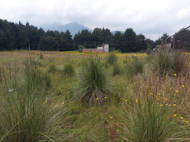 Área para Venta en Tlalpan - 4